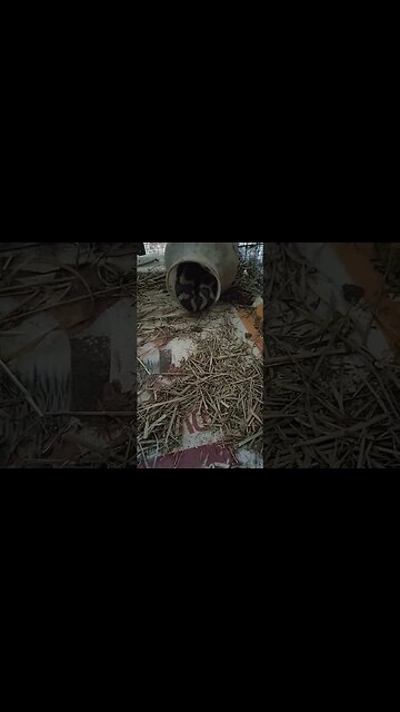 Python curled up in a water container #snakes #pythons #wildlife #wildlifeinaustralia