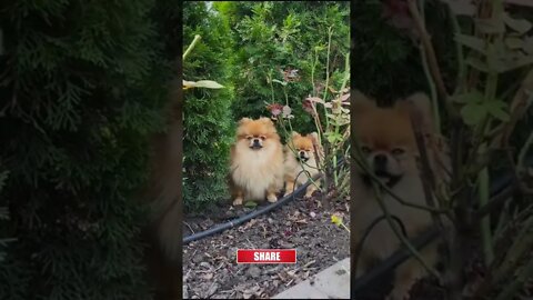 puppy videos || puppies labrador puppies labrador,||puppy, dog videos||funny puppy videos,