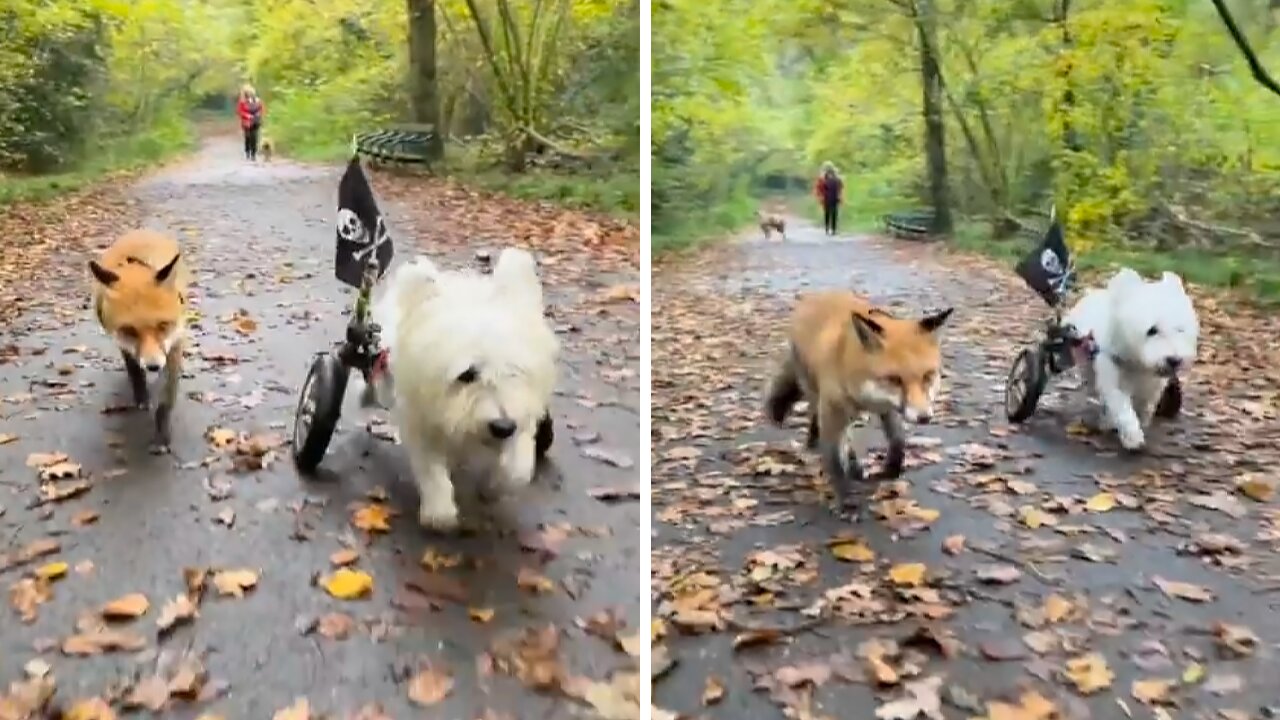 Dog And Fox Meet At The Vet, Now Share Incredible Bond Together