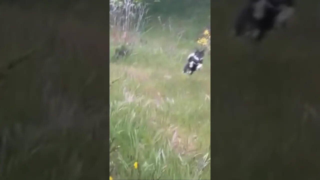 Beautifully graceful Shikoku dog Zara chasing Rabbit (slow motion)