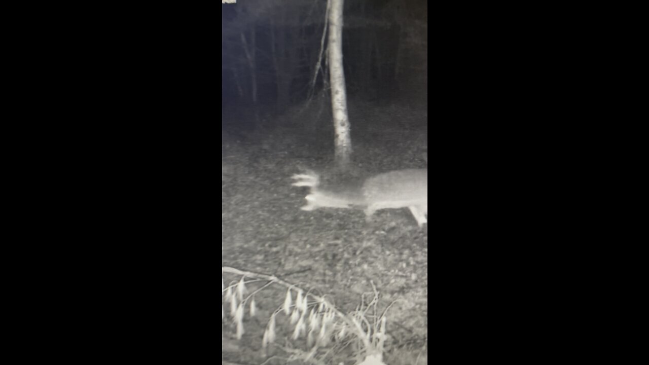 Wisconsin typical 12 point Whitetail