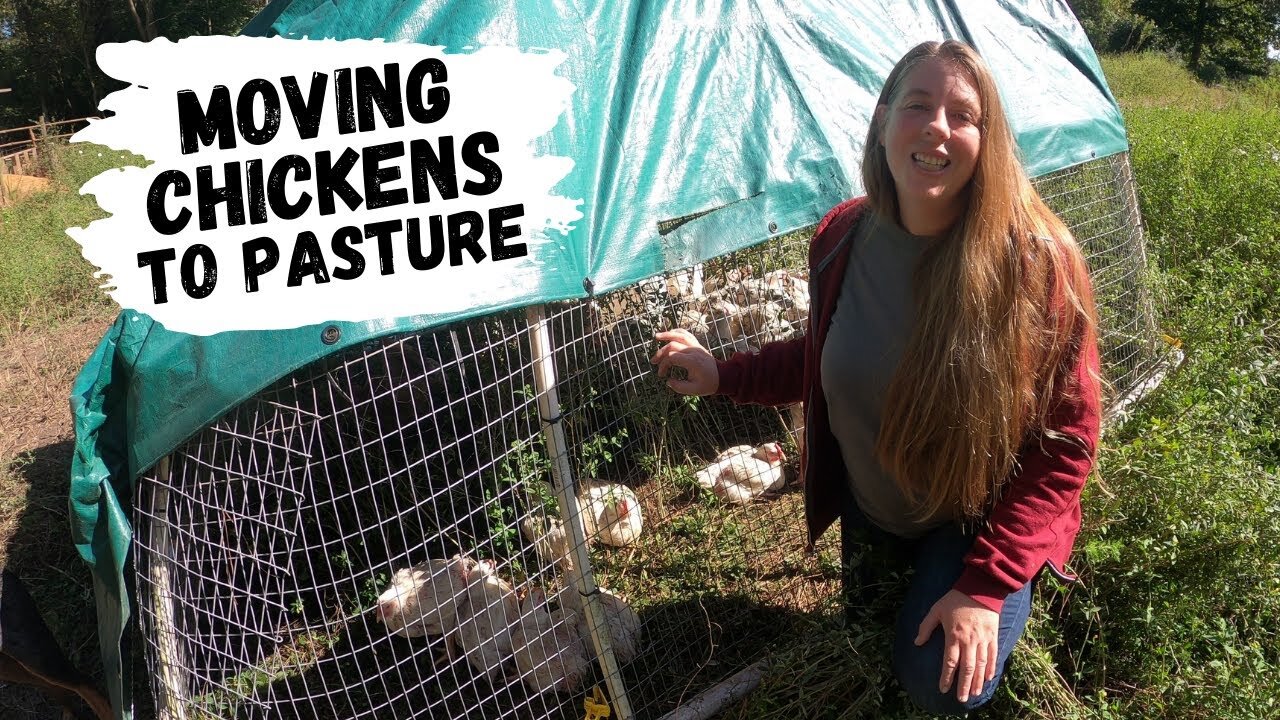 Raising Meat Chickens on Pasture | Moving Chicks Outdoors