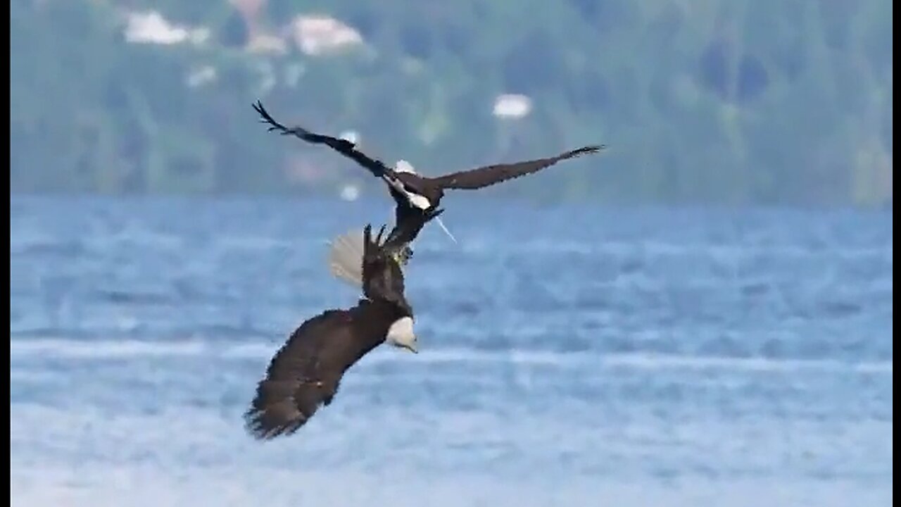 Sky Dance of the Eagles - HaloRock