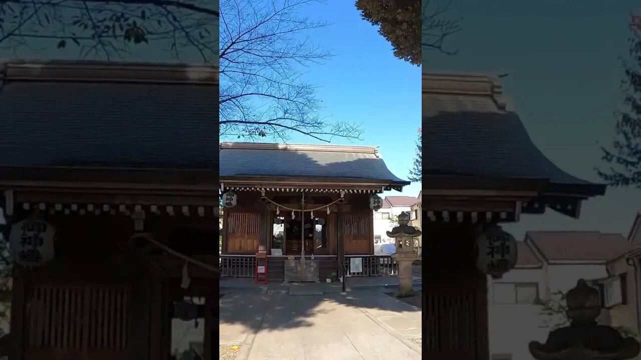 Irrigation with water pumped by foot while singing Japanese songs and Furusato together with #Shorts