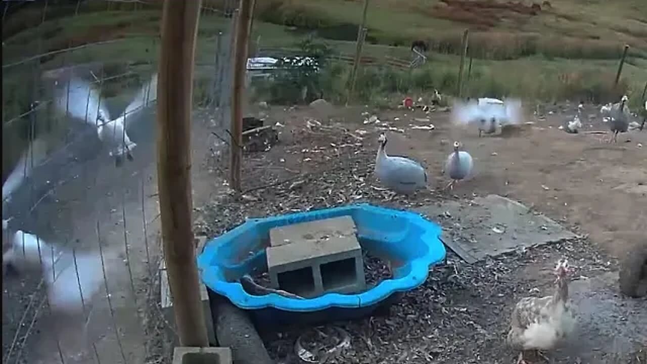 Farm surveillance. Birds get a scare