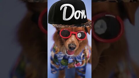 LATEST DON#funnydogvideos #funnydog #don