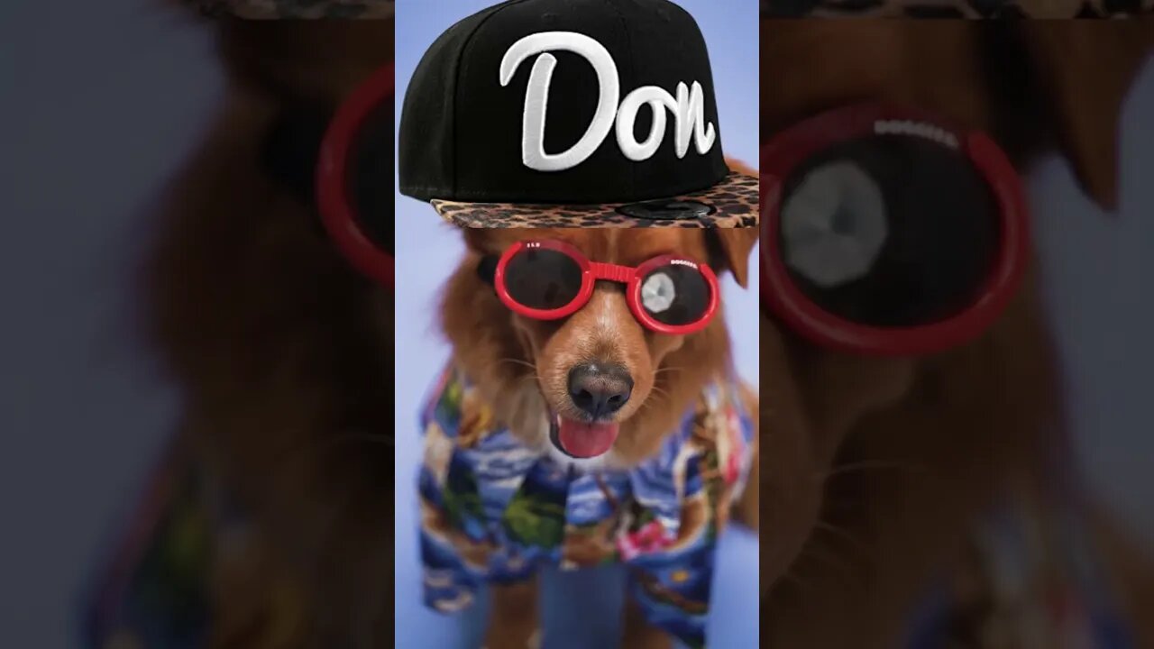LATEST DON#funnydogvideos #funnydog #don