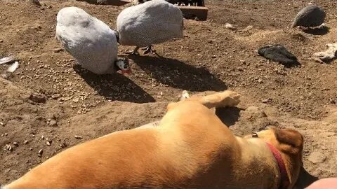 A look at how birds relate to their guard dog and hope he relates to the birds #freerange