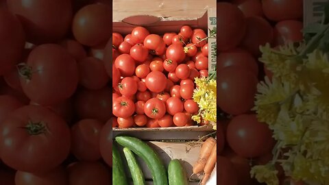 Kristal's Garden Harvest #beerising #backyardgarden
