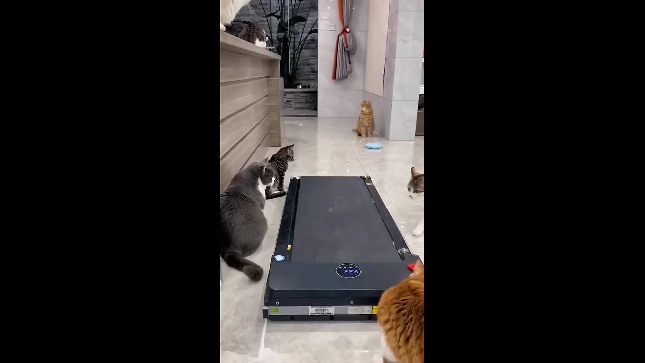 cat exercise on treadmill 😂