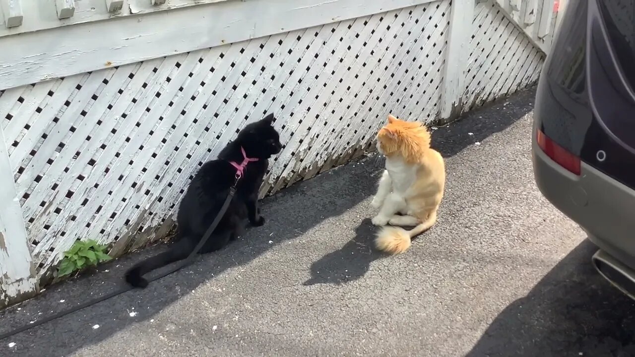 PANTHER VS LION!!