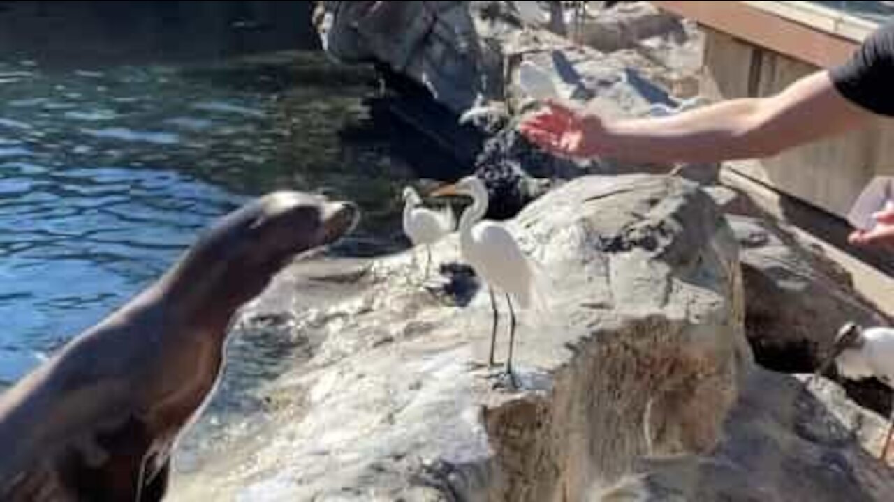 Sneaky bird cheats sea lion out of snack