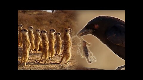 Drongo Bird Tricks Meerkats | Africa | BBC Earth