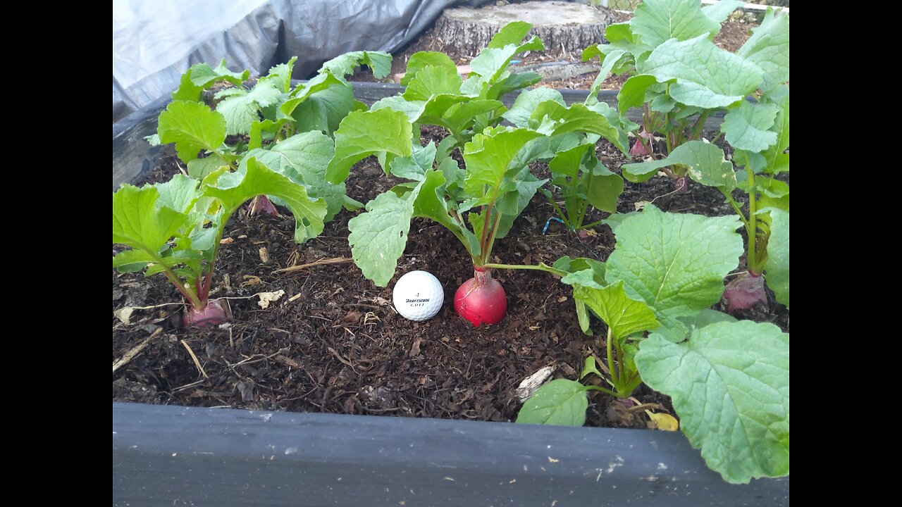 Harvesting Crimson Giant Fall Radish 11/1/24