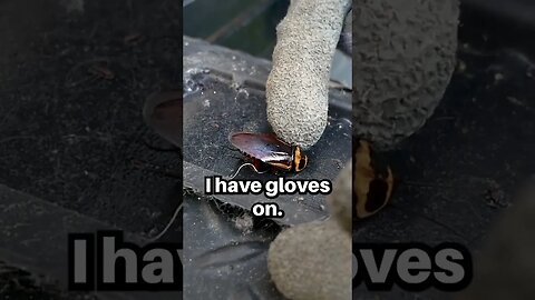COCKROACH RESCUE!!! #shorts