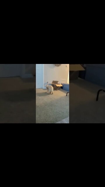 What happens when you don't watch where you are going #short