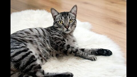 Funny cat