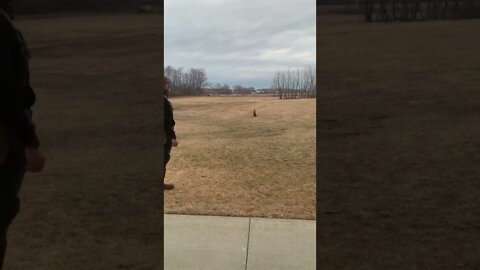 Blind Retrieve Work #dogtraining #pheasanthunting #waterfowlhunting