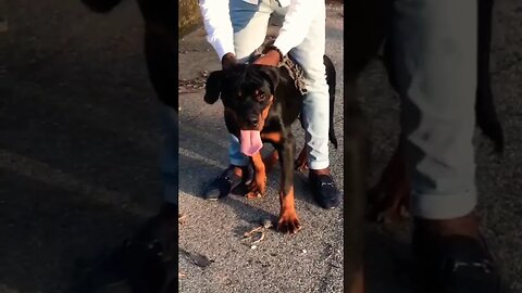 Rottweiler Enjoying a head massage #shorts #dog #doglover #rottweiler #trending #youtubeshorts