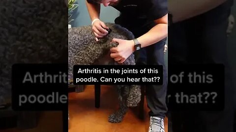 Can you hear the joints of this dog?