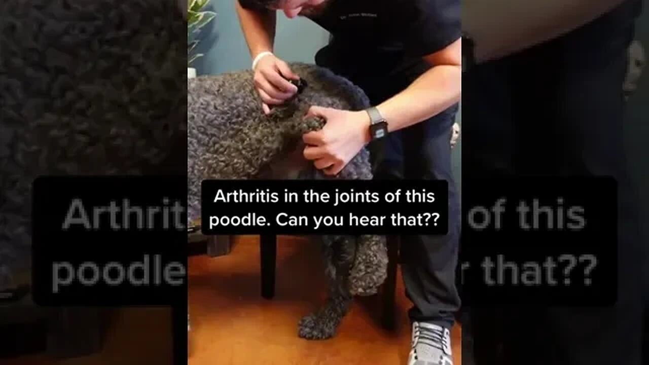 Can you hear the joints of this dog?