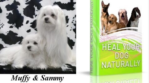 Hea Your Dog Naturally