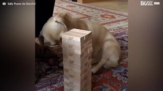 Ce chien est un joueur de Jenga hors pair!