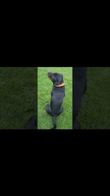 OMG!! 😲 Rottweiler Is Beautiful 😍 #Shorts #rottweiler #dogs