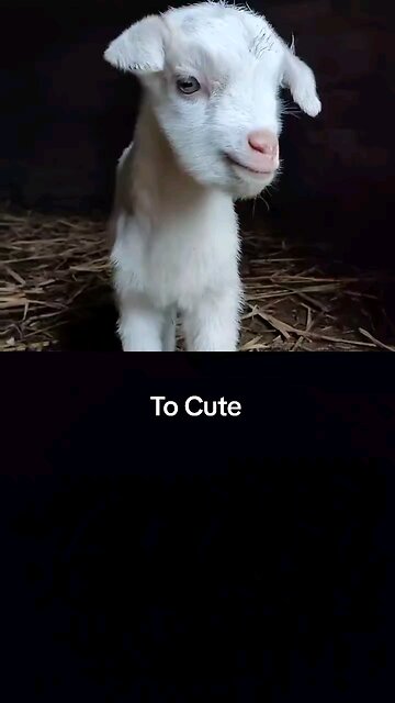 Baby Goat Crys