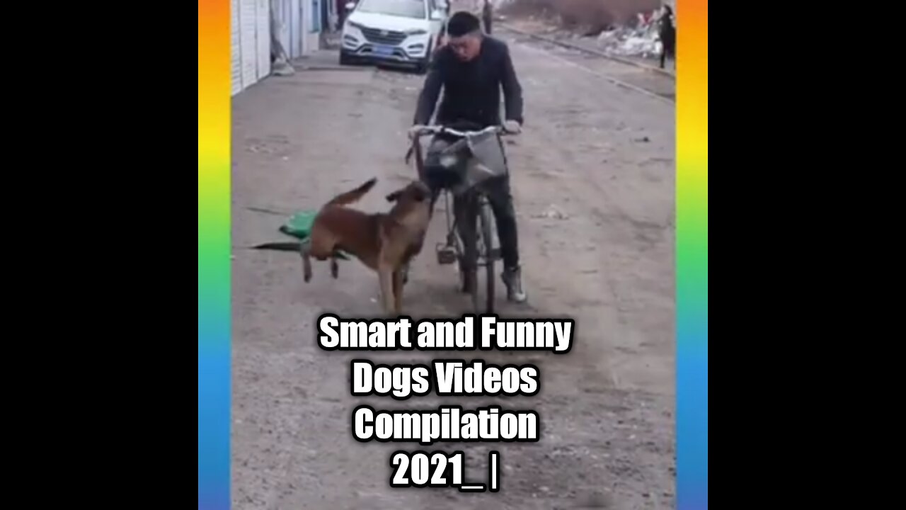 Smart and Funny Dogs Videos 2021_ |