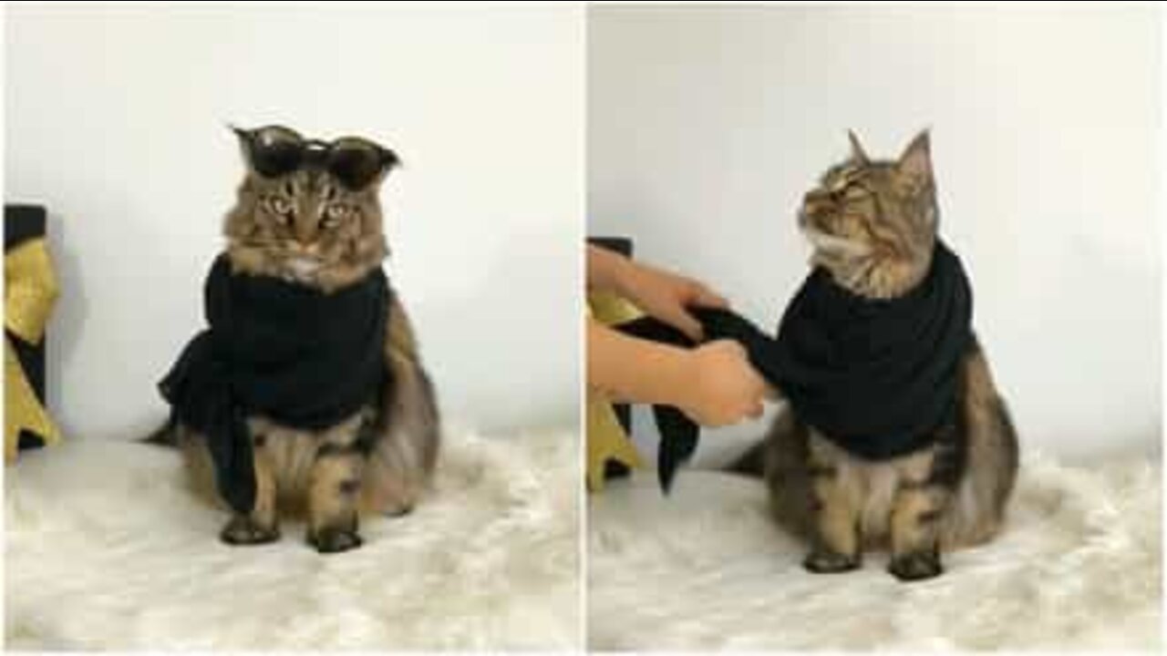 Como criar um look felino deslumbrante para o Natal