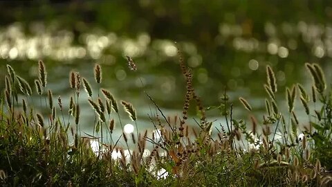 cool wind flowing through a forest