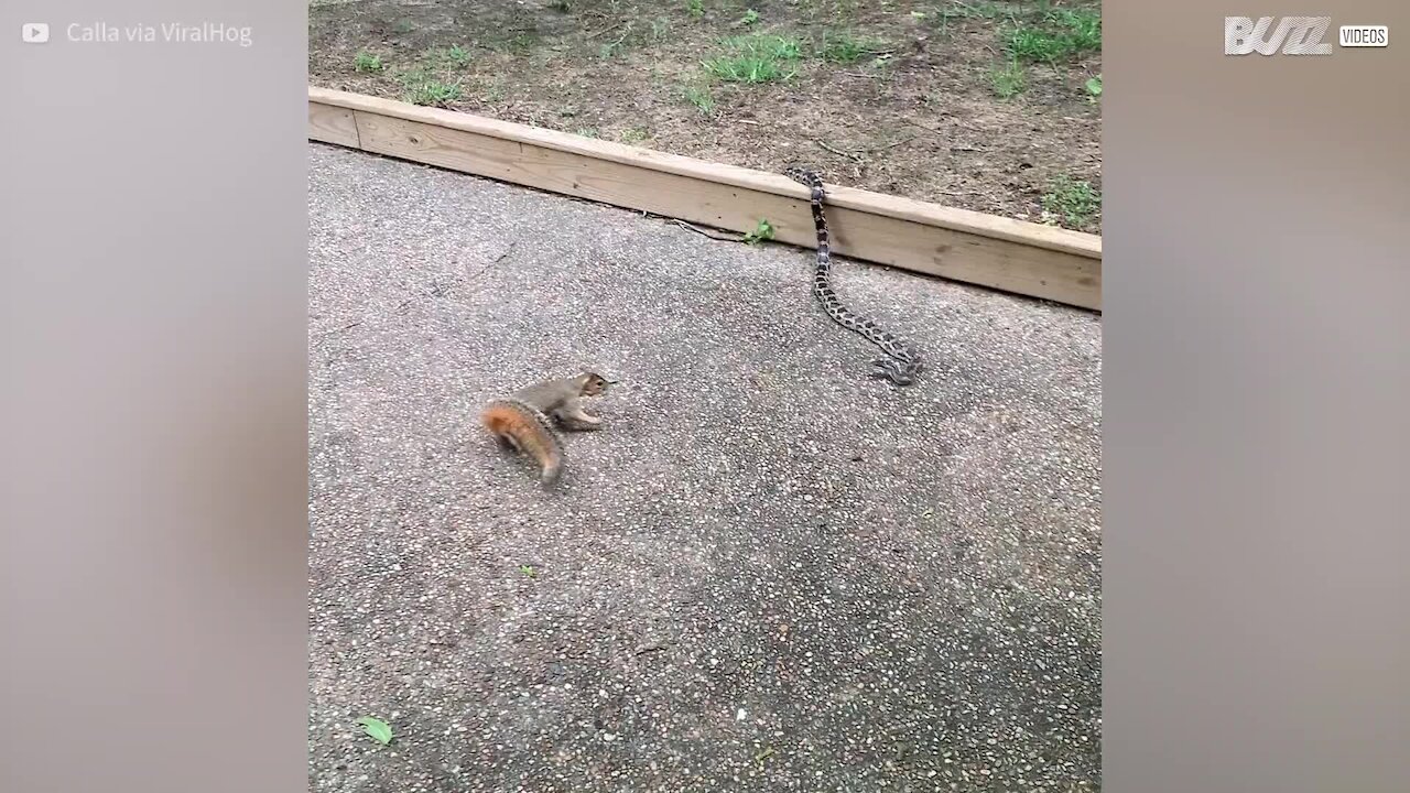 Cet écureuil courageux affronte un serpent