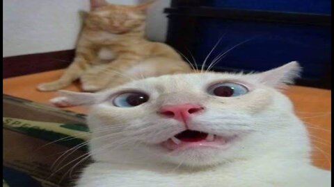 Cute and funny cat clips || funny cat clips || cute cat clips