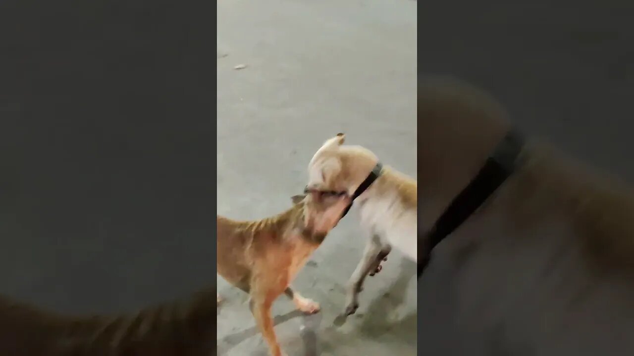 Dogs are fighting. #dog #dogs #fighting #fight #shorts #shortvideo #tranding