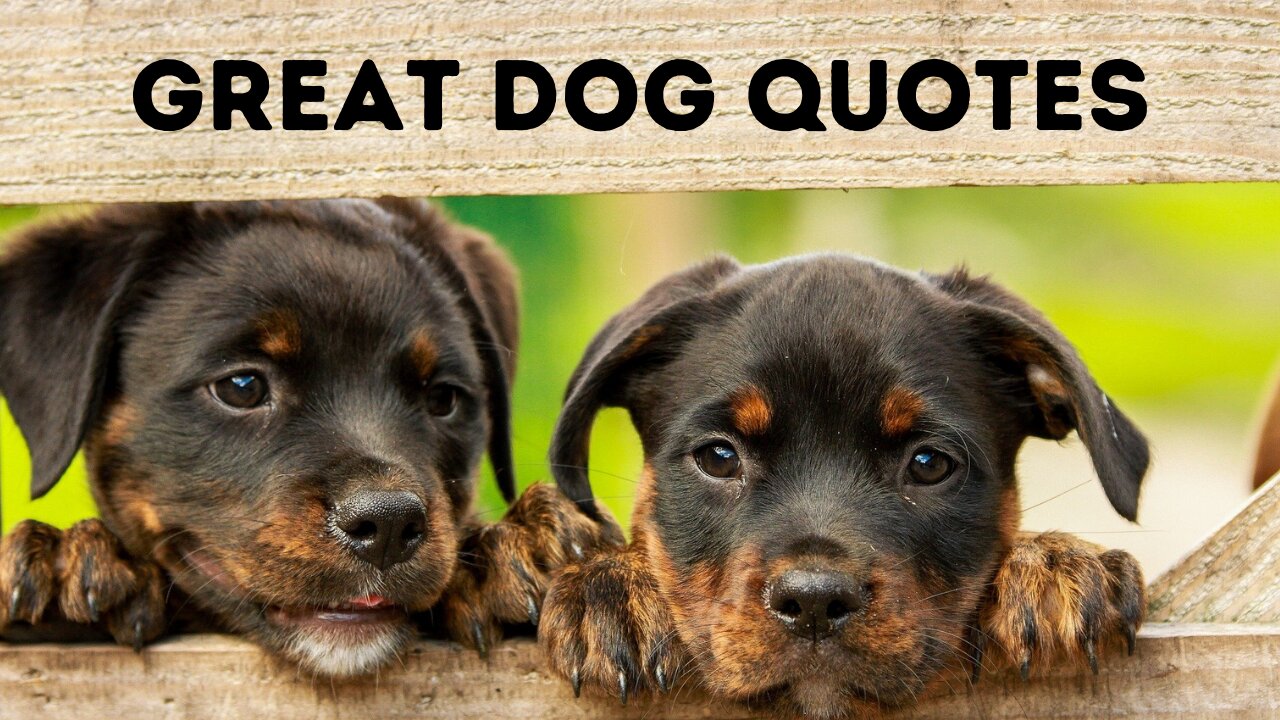 Best Dog Inspired Quotes- Pet Quotes.