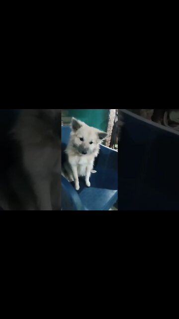 cute puppies 😍🥰 🐕🐩🐶 #cute#dog#dogs#shorts#puppy#puppies#viral#trending#love#viralvideo