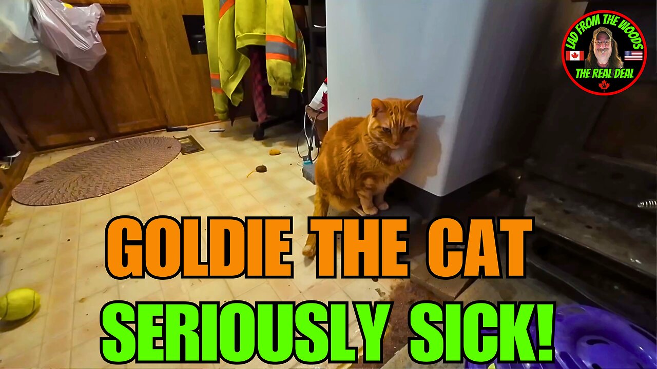 Goldie The Cat Is Seriously Sick