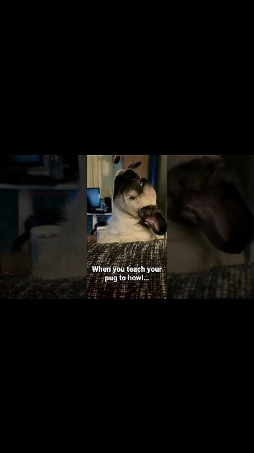 Pug Howls when Strangers Roll Up…