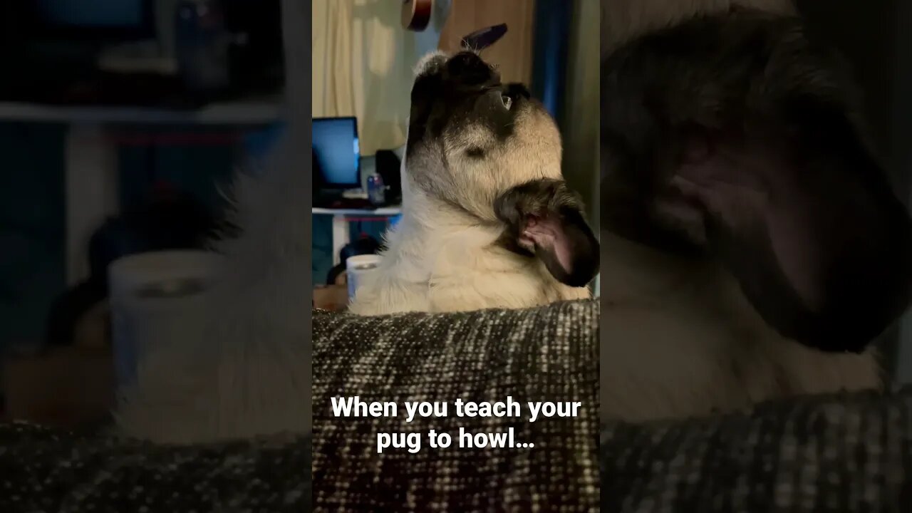 Pug Howls when Strangers Roll Up…