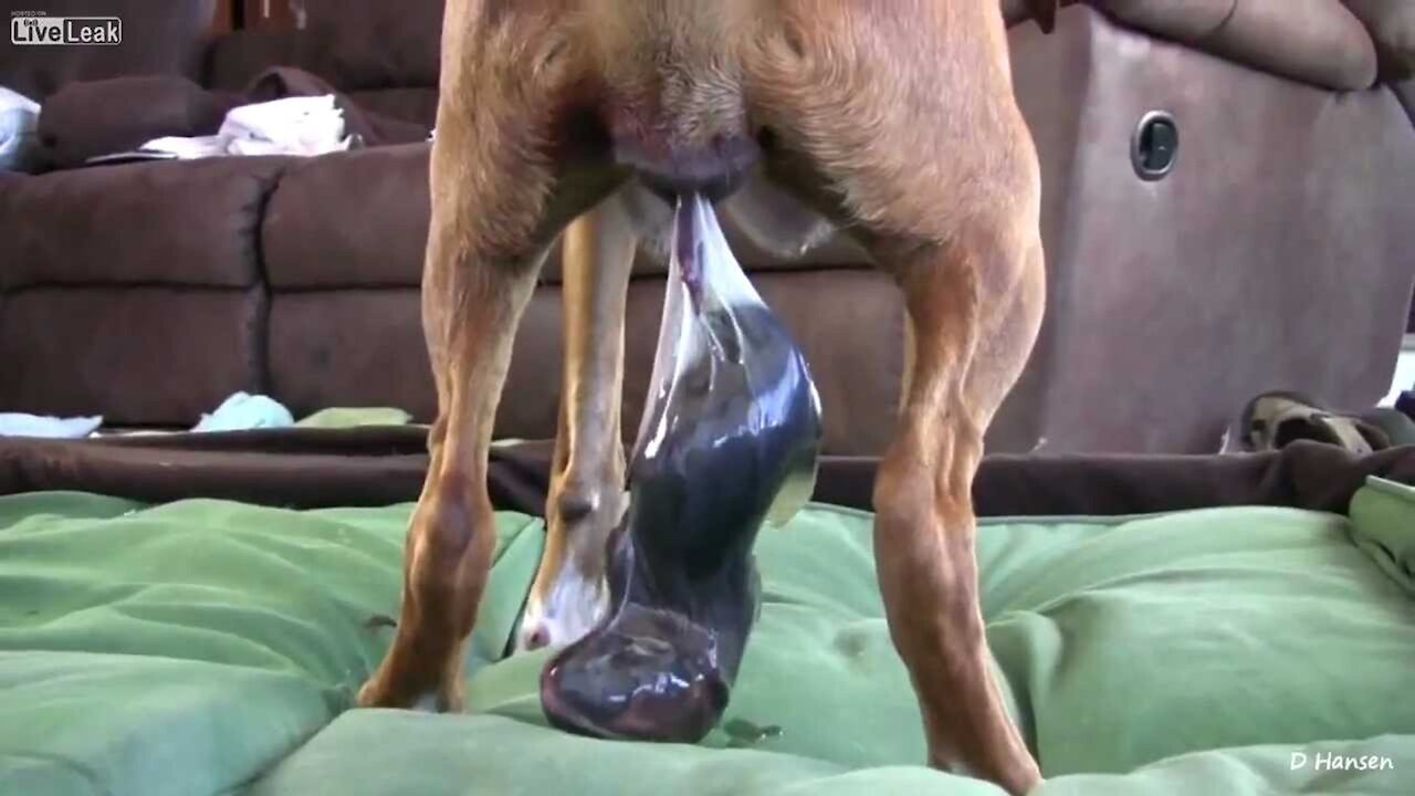 Dog Gives Birth While Standing....😯😯😯