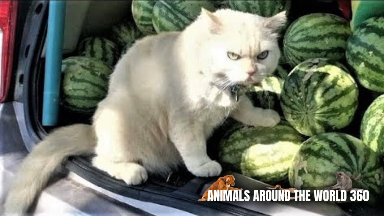 Funny Animals - Funny Cats | puppies