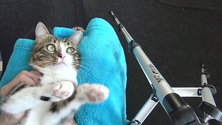 Cat Is Bored of Belly Scratches