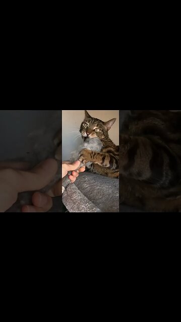 Lazy apartment cats are NOT normal #shorts