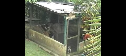 This dog escaped his pen!! *The great escape*
