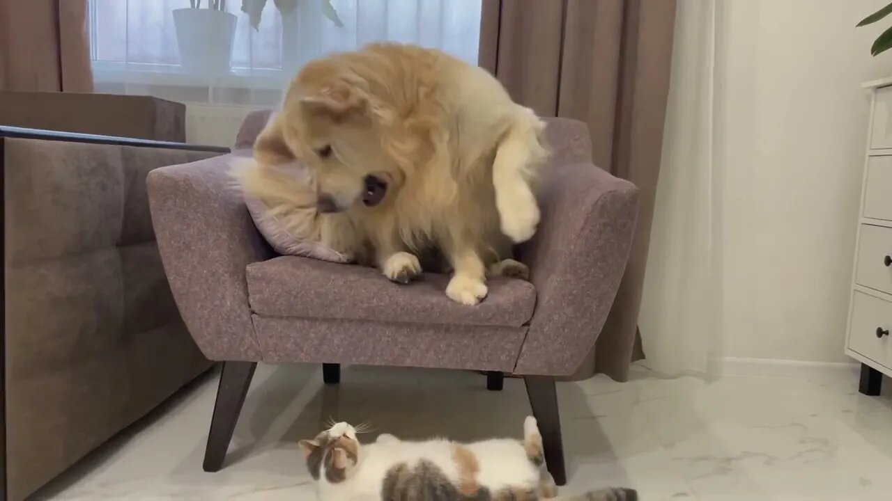 Funny Kitten Annoys Golden Retriever