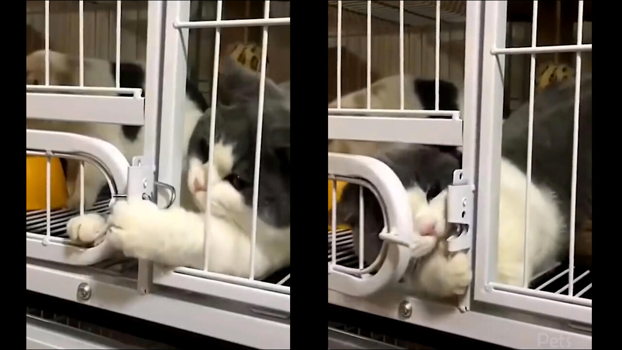 Top Funny Cat 12 Escape from Home