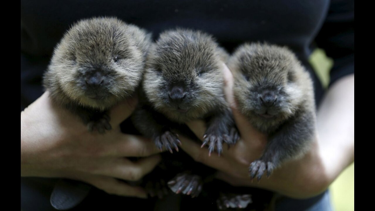 Eager Baby Beavers Eating Timber - SUPER CUTE Compilation