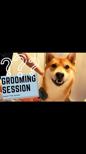 Grooming video of #Shiba dog #Short