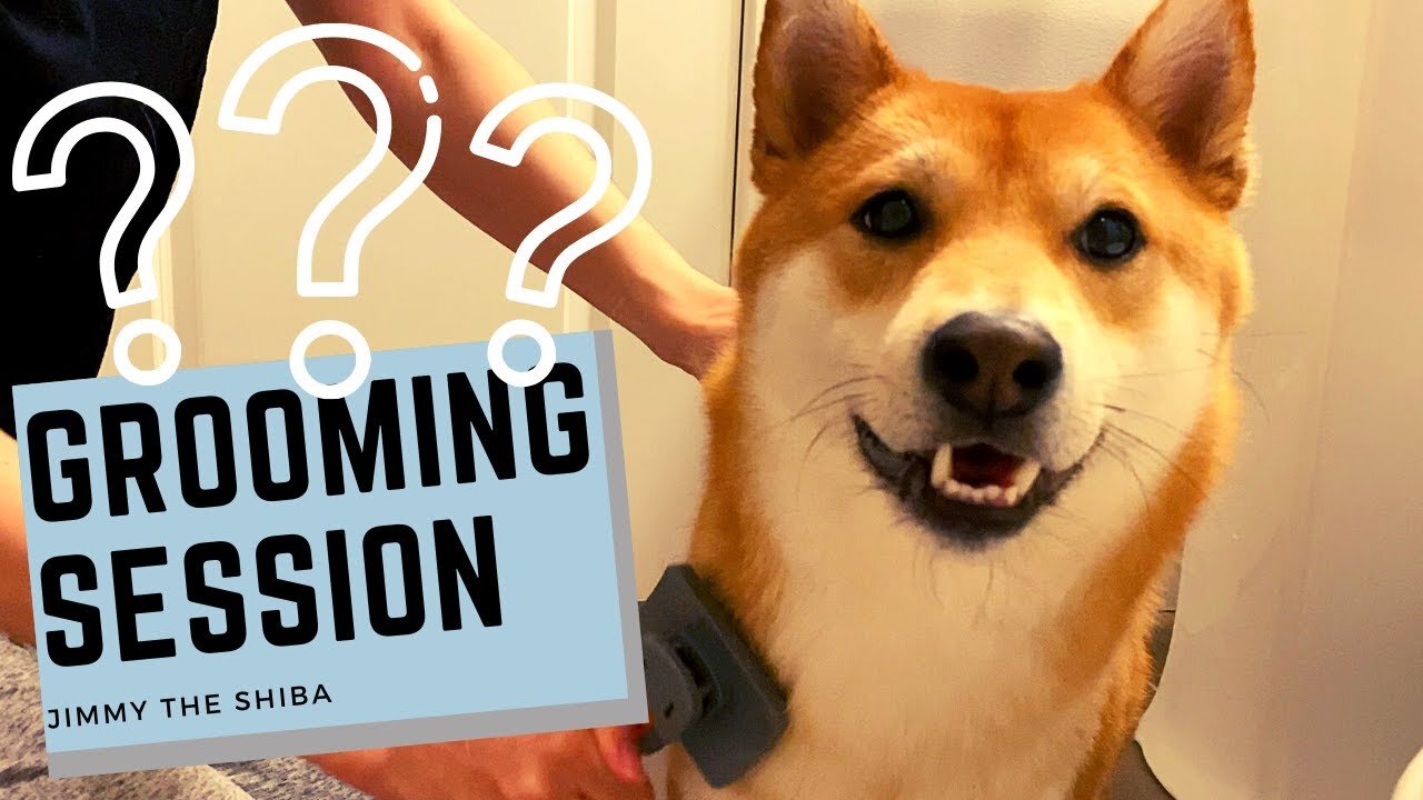 Grooming video of #Shiba dog #Short